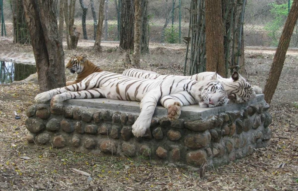 Shakthi Hill Resorts at Bannerghatta National Park